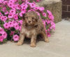 F1B Mini Aussiedoodle For Sale Applecreek OH Male-Fletcher
