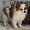 ACA Registered Pomeranian For Sale Millersburg OH -Female Sarah