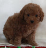 Bichpoo For Sale Fredericksburg OH Male-Teddy