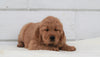 AKC Registered Golden Retriever For Sale Millersburg, OH Male- Buster
