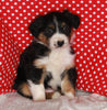 Australian Shepherd For Sale Baltic OH Male-Tinker