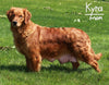 AKC Registered Golden Retriever For Sale Millersburg OH -Female Molly