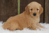 Mini Goldendoodle For Sale Millersburg OH Male-Mason