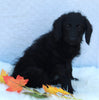 Medium F1B Labradoodle For Sale Millersburg OH Female-Heather