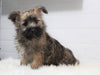 AKC Registered Cairn Terrier For Sale Millersburg, OH Male- Sparky