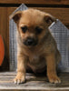 Pomeranian Mix For Sale Millersburg OH Female-Amber