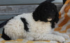 AKC Registered Standard Poodle For Sale Millersburg OH -Female Stormie