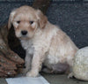 Standard Goldendoodle For Sale Fresno OH Male-Gabriel