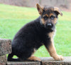AKC Registered German Shepherd For Sale Millersburg OH Male-Bradley