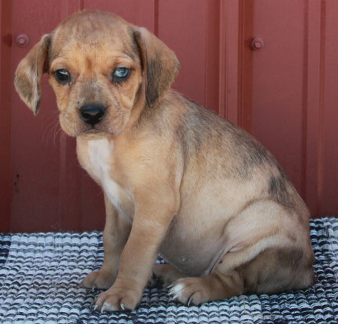 Beabull For Sale Wooster OH Female-Julia