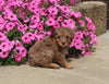 F1B Mini Aussiedoodle For Sale Applecreek OH Male-Fletcher