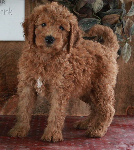 F1B Mini Goldendoodle For Sale Sugarcreek OH -Male Winston
