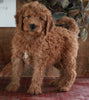F1B Mini Goldendoodle For Sale Sugarcreek OH -Male Winston