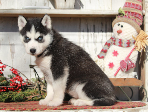 AKC Registered Siberian Husky For Sale Millersburg, OH Female- Sally