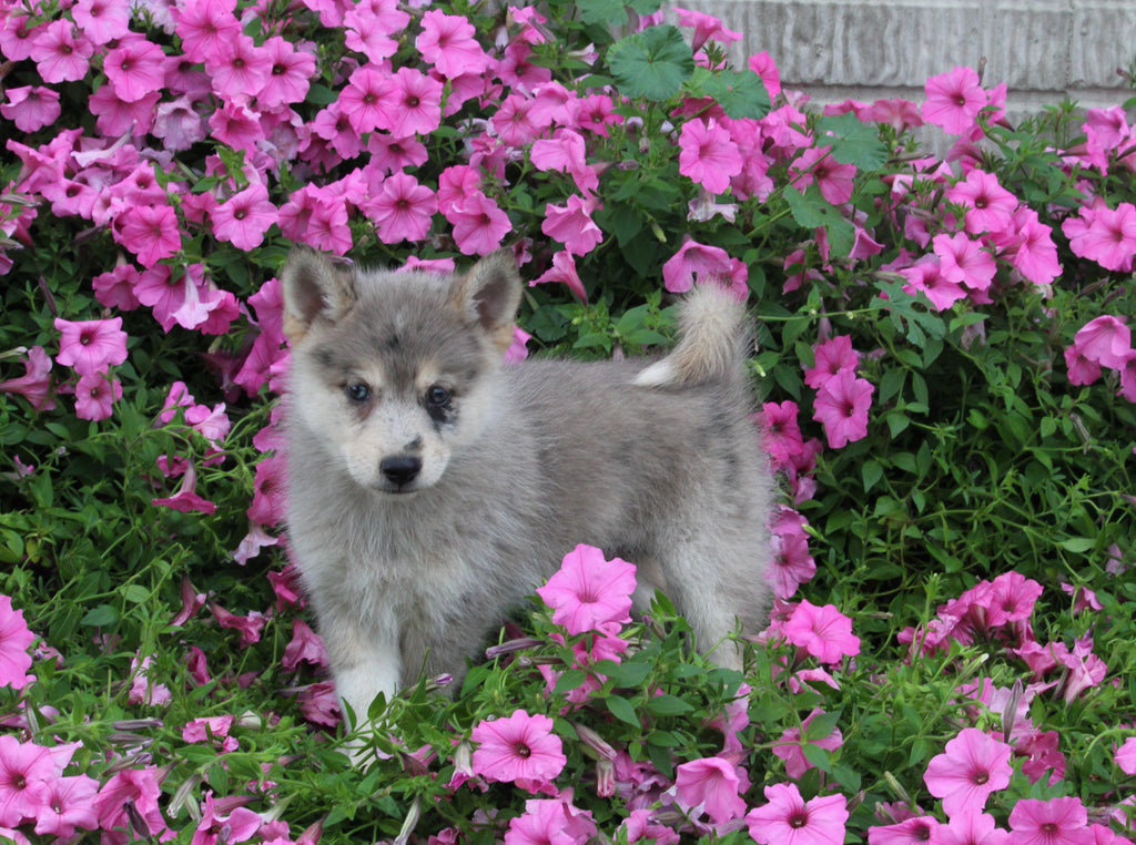 Pomsky For Sale Holmesville OH MaleBarney AC Puppies LLC