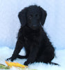 Medium F1B Labradoodle For Sale Millersburg OH Female-Heather