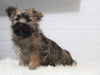 AKC Registered Cairn Terrier For Sale Millersburg, OH Male- Sparky