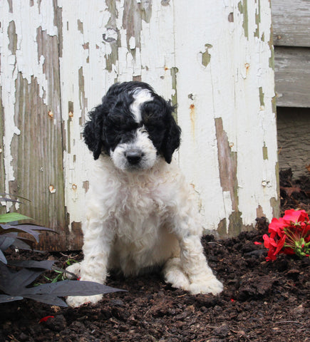AKC Registered Standerd Poodle For Sale Millersburg OH Male-Dozer