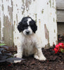 AKC Registered Standerd Poodle For Sale Millersburg OH Male-Dozer
