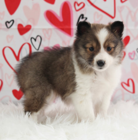 ACA Registered Shetland Sheepdog For Sale Baltic OH Female-Jodi