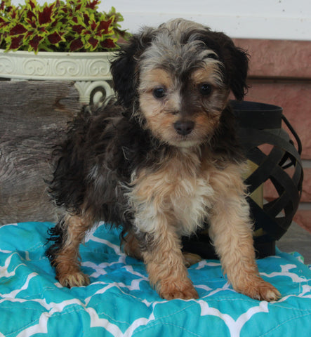 Mini Aussiedoodle For Sale Millersburg OH Female-Katie