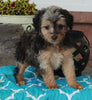 Mini Aussiedoodle For Sale Millersburg OH Female-Katie