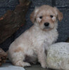 Standard Goldendoodle For Sale Fresno OH Male-Gabriel