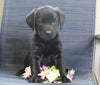 Labrador Retriever Mix For Sale Fredericksburg, OH Male- Chad
