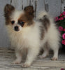 ACA Registered Pomeranian For Sale Millersburg OH -Female Sarah