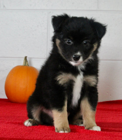 Mini Australian Shepherd For Sale Sugarcreek OH Male-Spencer
