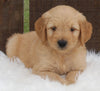 Mini Goldendoodle For Sale Millersburg OH Male-Mason