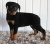 AKC Registered Rottweiler For Sale Sugarcreek OH Female-Bailey