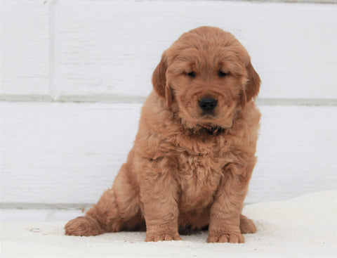 AKC Registered Golden Retriever For Sale Millersburg, OH Male- Buster