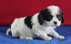 AKC Registered Cavalier For Sale Millersburg OH Female-Molly