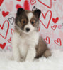 ACA Registered Shetland Sheepdog For Sale Baltic OH Female-Jodi
