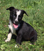Mini Australian Shepherd Mix Puppy for Sale Sugarcreek OH Female-Chanel