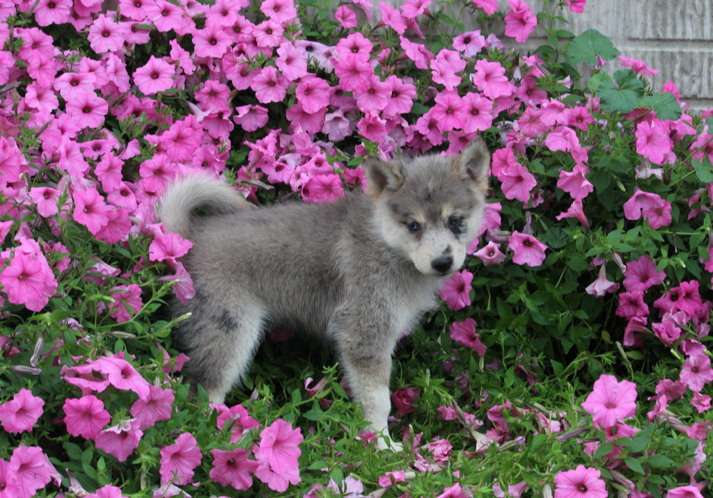 Pomsky For Sale Holmesville OH Male-Barney – AC Puppies LLC