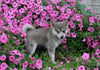 Pomsky For Sale Holmesville OH Male-Barney