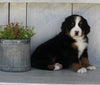 AKC Registered Bernese Mountain Dog For Sale Millersburg OH Female-Sierra