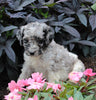 AKC Registered Standerd Poodle For Sale Millersburg OH Male-Denver