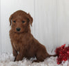 Goldendoodle For Sale Fredericksburg OH Female-Sky