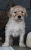 Standard Goldendoodle For Sale Fresno OH Male-Gabriel