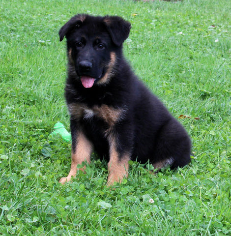 AKC Registered German Shepherd For Sale Millersburg OH Male-Nevin