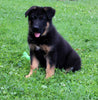 AKC Registered German Shepherd For Sale Millersburg OH Male-Nevin