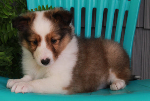 ACA Registered Shetland Sheep Dog For Sale Baltic OH-Female Lori