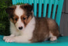 ACA Registered Shetland Sheep Dog For Sale Baltic OH-Female Lori