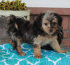 Mini Aussiedoodle For Sale Millersburg OH Female-Katie