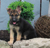 AKC Registered German Shepherd For Sale Millersburg OH Male-Blake