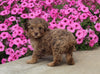 F1B Mini Aussiedoodle For Sale Applecreek OH Male-Fletcher