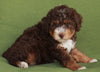 Mini Aussiedoodle For Sale Fredericksburg OH -Female Cinnamon
